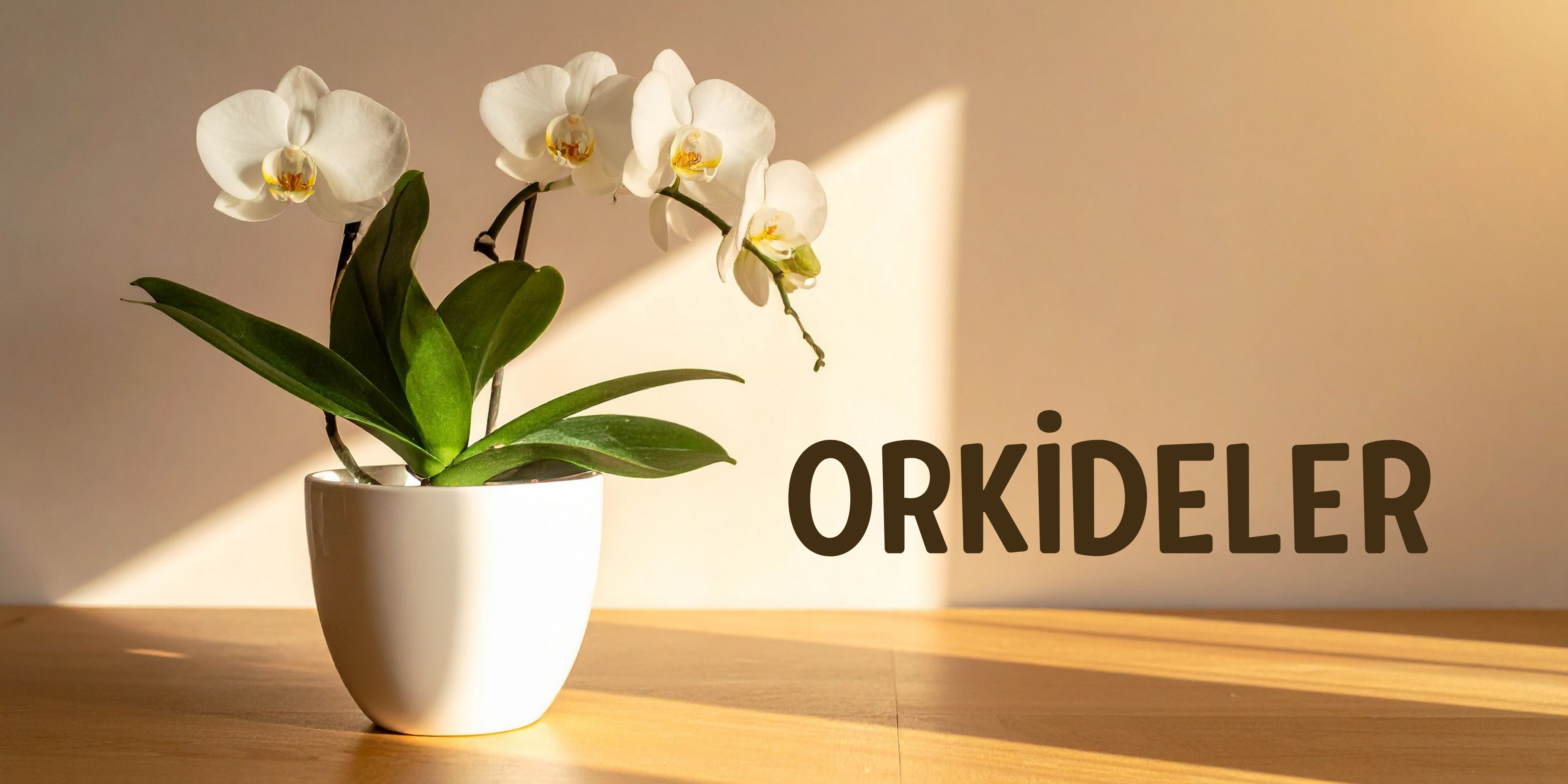 Bergama Çiçek Orkideler