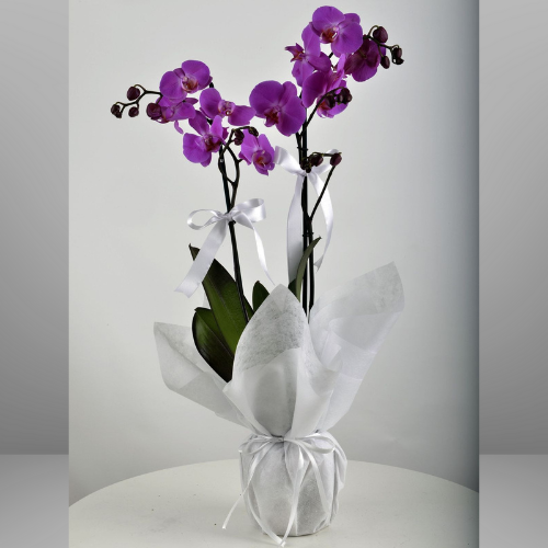 Mor orkide